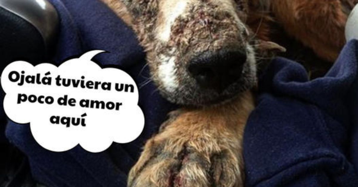 Molly, la perrita que amamantó a una cerdita bebé débil que necesitaba su leche